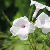 <i>Ipomoea carnea</i>  Jacq.